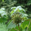 Liquidambar formosana fruit